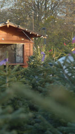 Vertical-Video-Of-Christmas-Trees-For-Sale-Outdoors-At-Garden-Centre